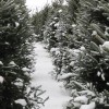 trees in snow-2