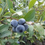 blueberry cluster