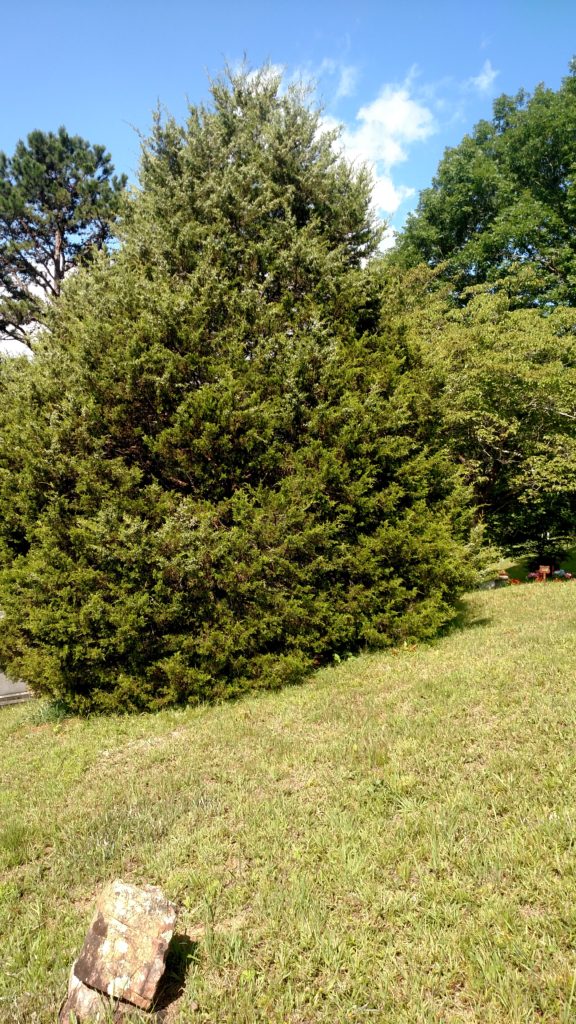 mature Eastern Red Cedar