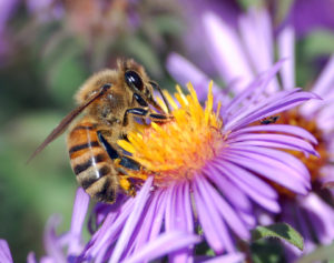 Cover photo for Bee Aware for Bee Swarms