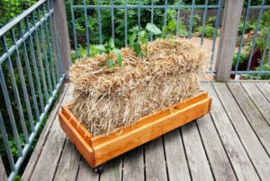 Cover photo for Thinking Outside the Box – Small Gardening Alternatives