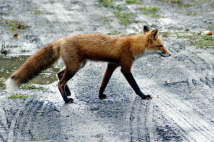 Cover photo for The Red Fox