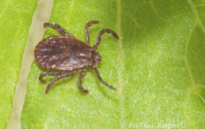 Cover photo for Longhorned Tick Found in Polk County