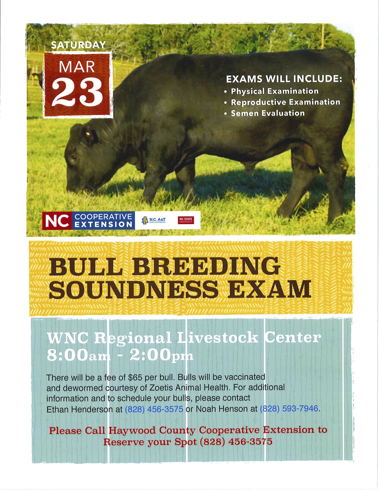 Bull breeding flyer image