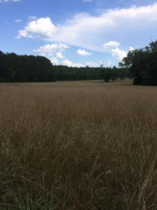 Cover photo for 30 Acres Hay Land Available for Lease in Caldwell County
