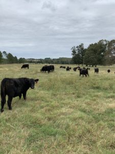 Cover photo for What I Learned About Renting Land From Missouri Based Grass Farmer Greg Judy