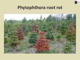 Phytophthora root rot