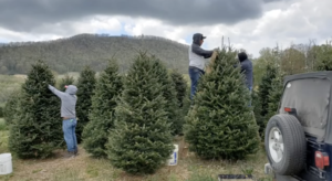 Christmas tree farm in Jackson County, NC