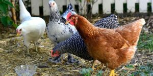 Cover photo for Backyard Poultry Series Part 1: Hatching Eggs and Caring for Chicks