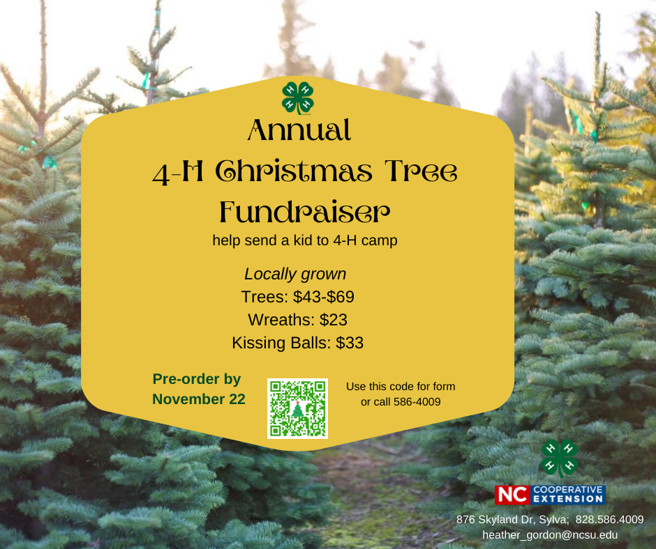 Fir trees