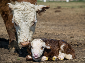 Newborn cow
