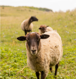 sheep in pasture