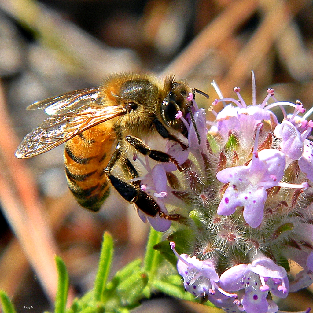 Bee on a purple flower.