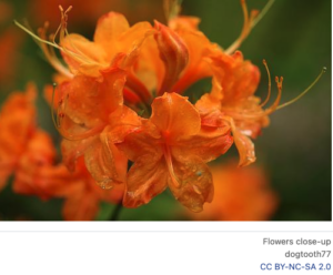 Cover photo for Fiery Bursts of Color From Flame Azalea