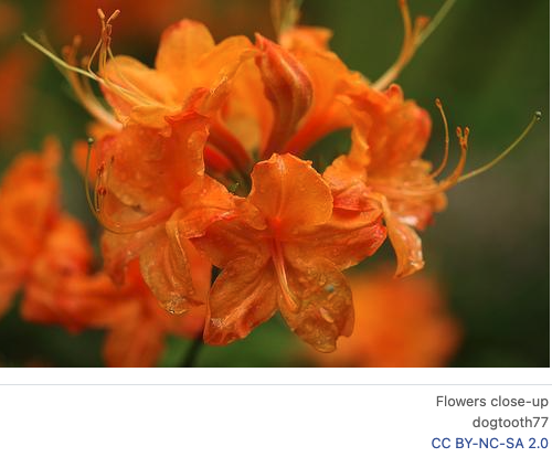 Close up of an orange flower