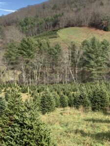 Cover photo for Ethnobotany Is Real Christmas Trees