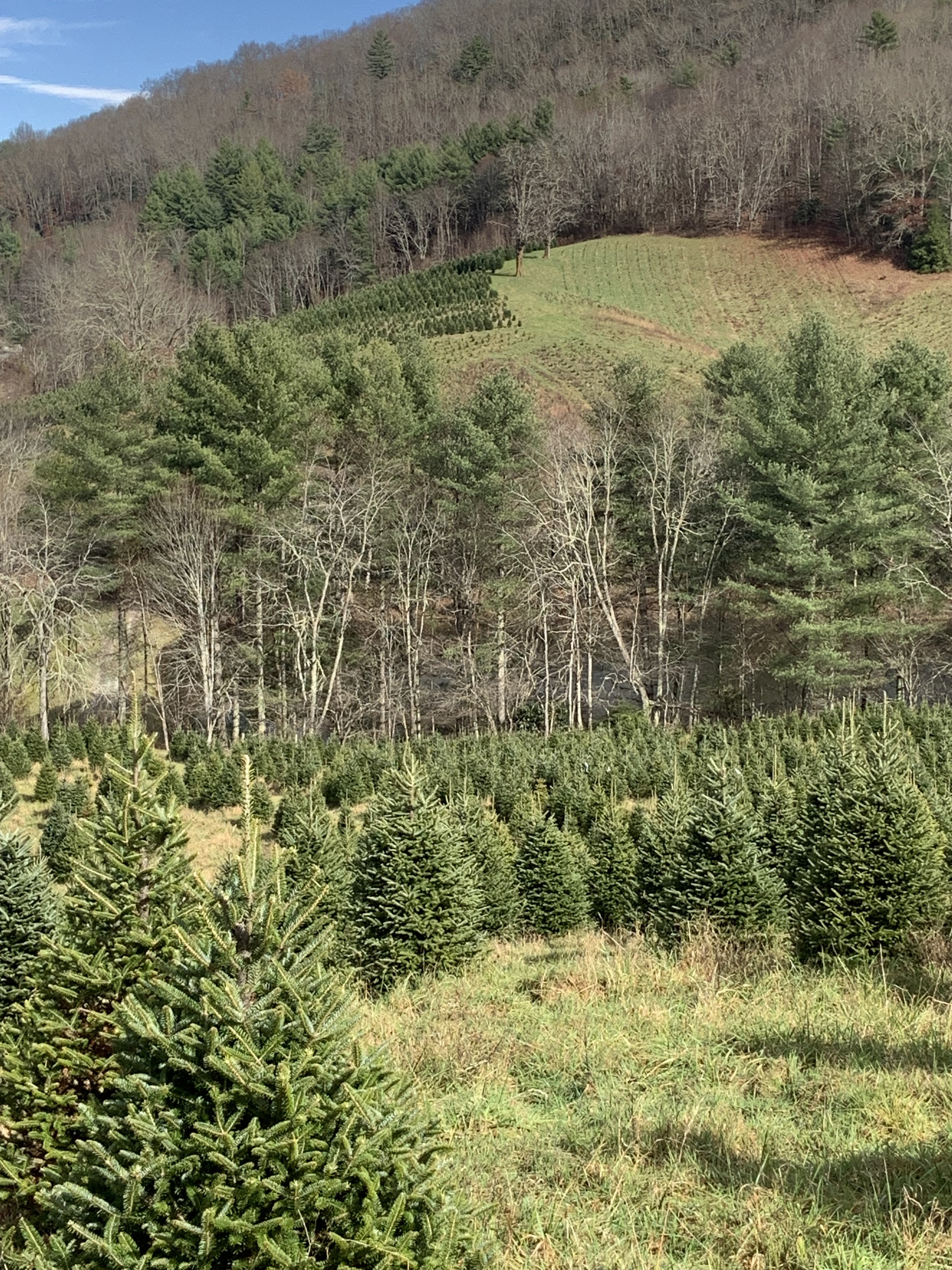 Christmas tree farm.