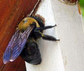 Carpenter Bee on a piece of wood.