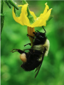 Cover photo for What's That Sound? Buzz Pollination!