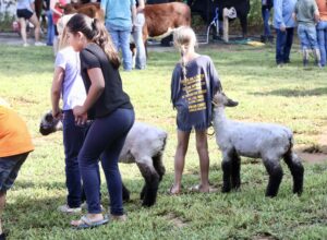 Livestock Show at Swain Fair