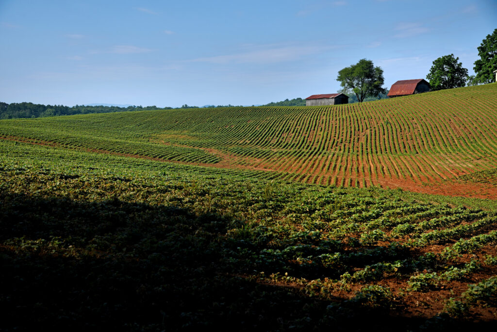 Crops in a field with barns in the background.