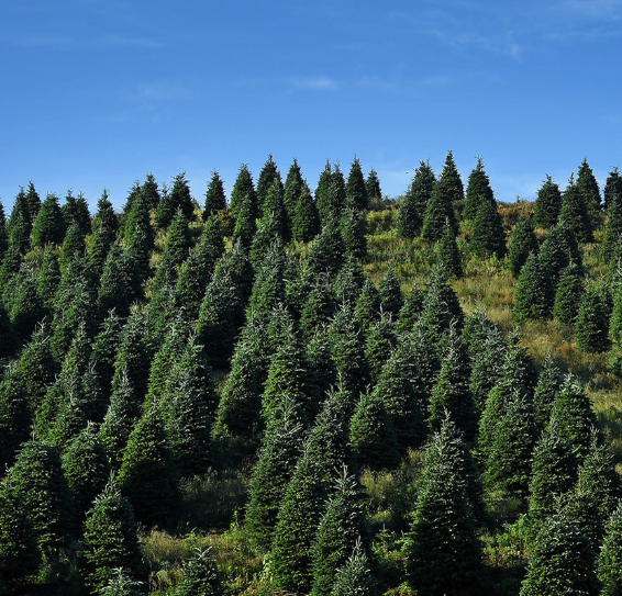 Christmas trees lining a mountainside.