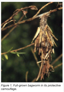 Cover photo for Are Those Christmas Ornaments on My Leyland Cypress?