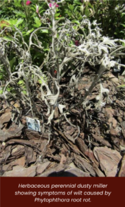 Herbaceous perennial dusty miller showing symptoms of wilt caused by Phytophthora root rot.