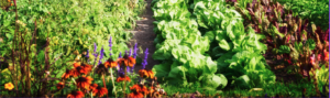 Healthy Vegetable Garden