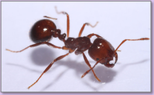 red fire ant